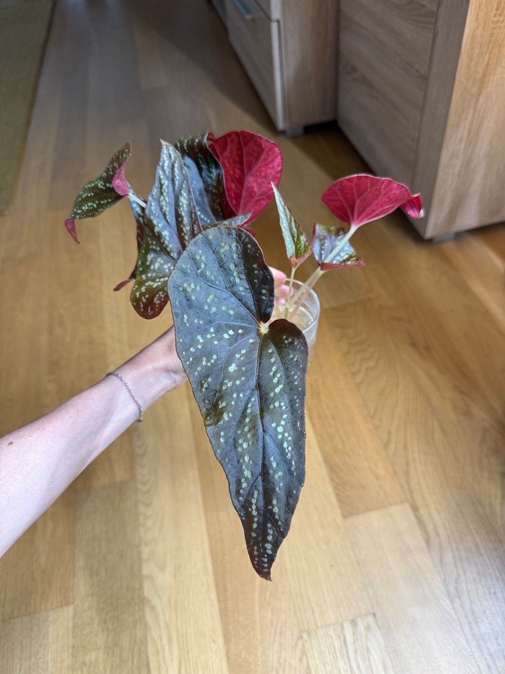 Pflanzen & Samen: Begonia sp. Pandora – Gebraucht aus Goldau von b4mxshk 2