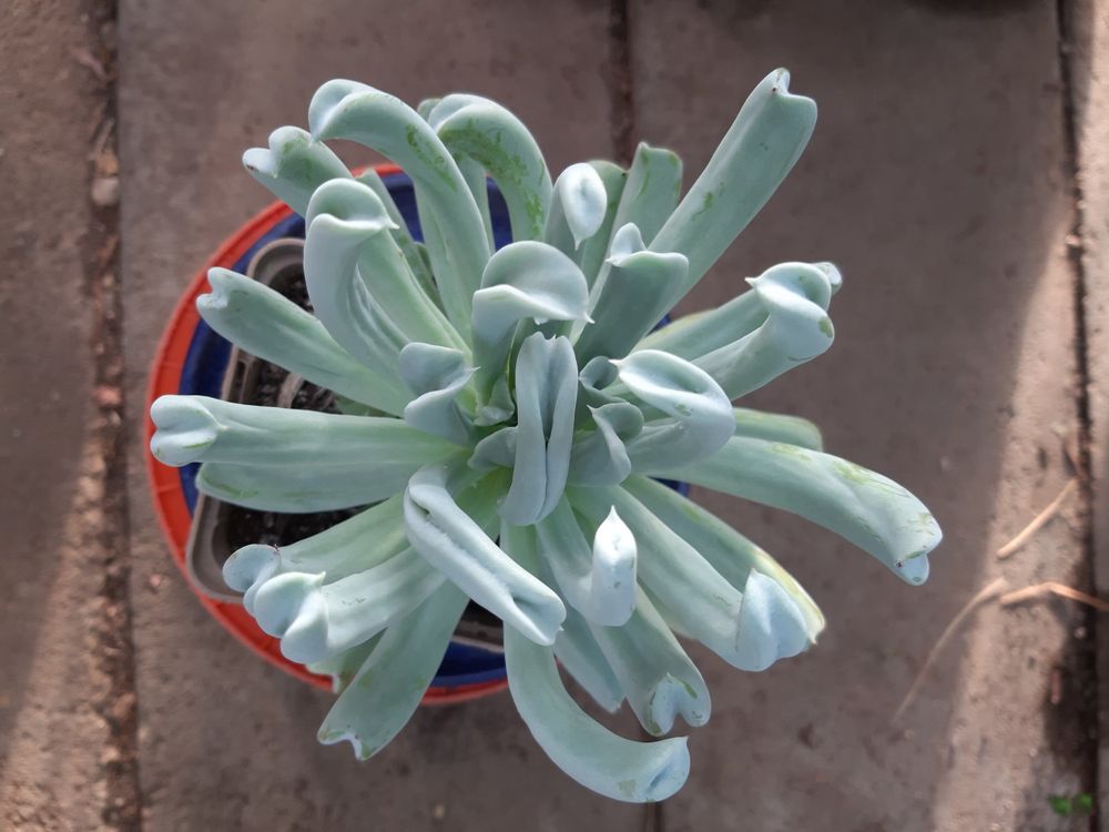 Echeveria Kaufen auf Ricardo