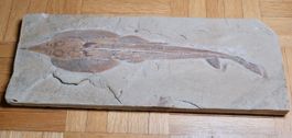 Fossil - Rinobatus maronita