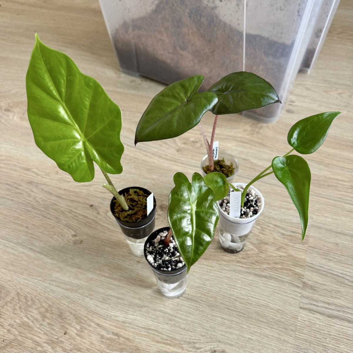 Pflanzen & Samen: Alocasia Bundle – 4 Plants 🌱 – Neu (gemäss Beschreibung) aus Bülach von Bloom_Witch