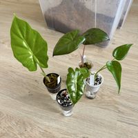 Alocasia Bundle – 4 Plants 🌱