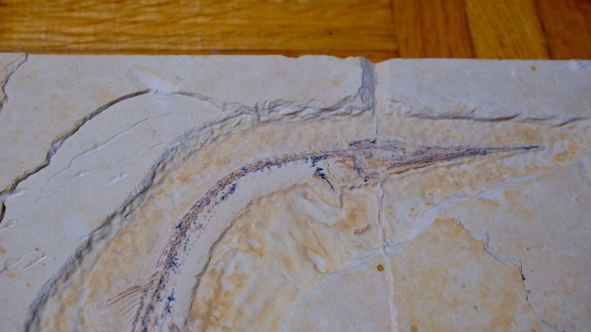Fossili: Fossil - Rhynchodercetis sp. – Usato da Biel/Bienne venduto da nimmes 1
