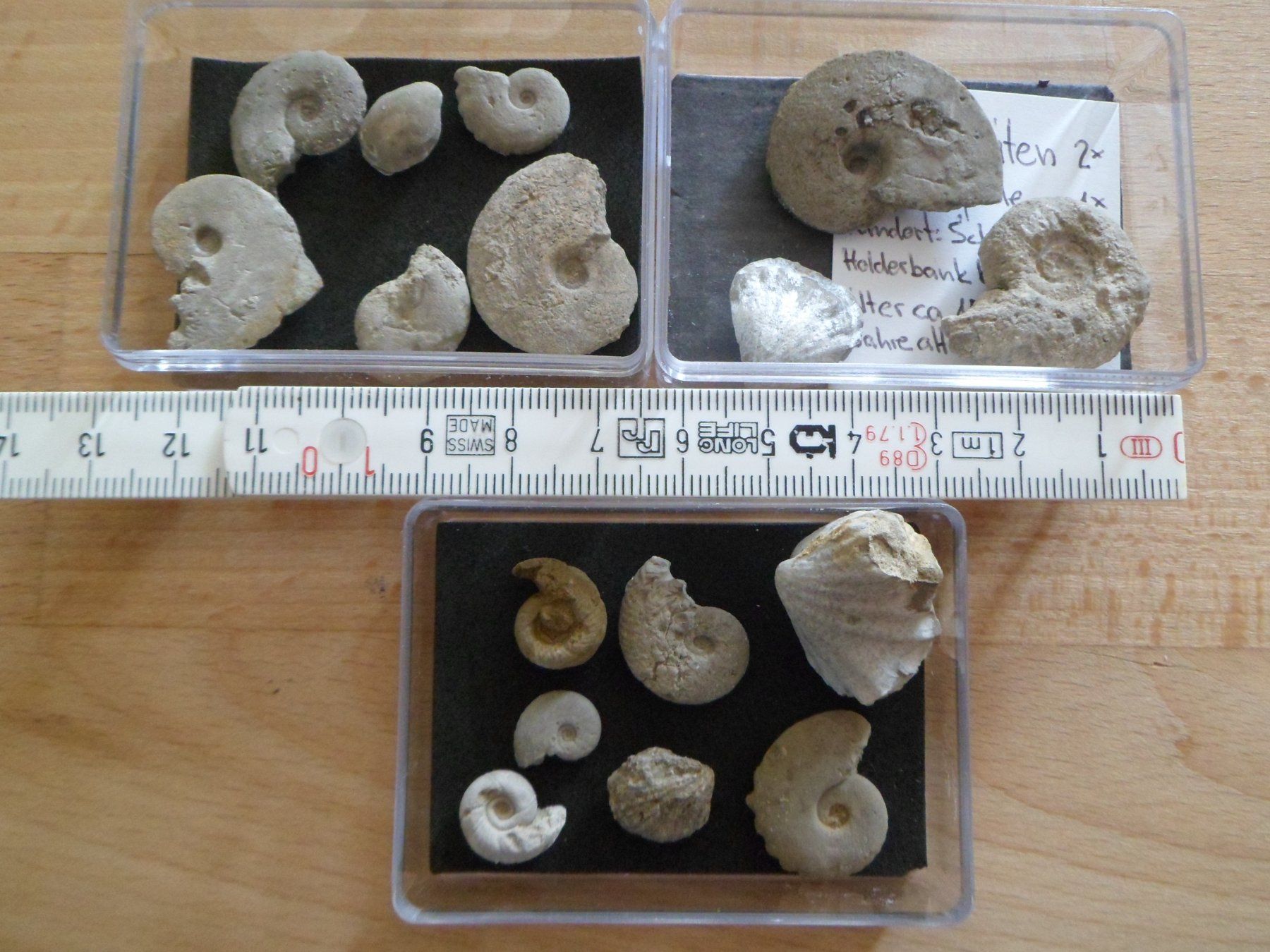 Fossili: Fossilien Schweiz – Usato da Affoltern am Albis venduto da Fossil60 4