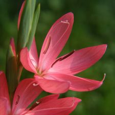 Profile image of 19Campanula71