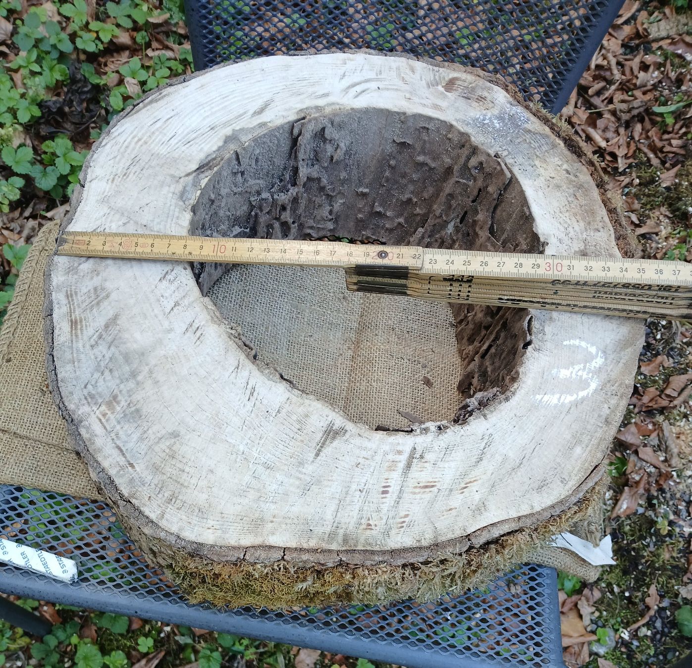 Articoli in legno: Baumscheibe Natur hohl, roh >  B3 – Usato da Bilten venduto da Archiv55 1