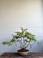Exklusiver jap. Bonsai "Hazenoki", 櫨の木, Mehrstamm, 15J, 40cm