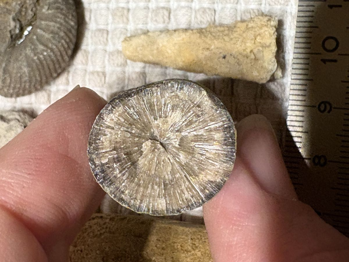 Fossilien: Versteinerung Sammlung – Gebraucht aus Rümlang von euqinom16 3