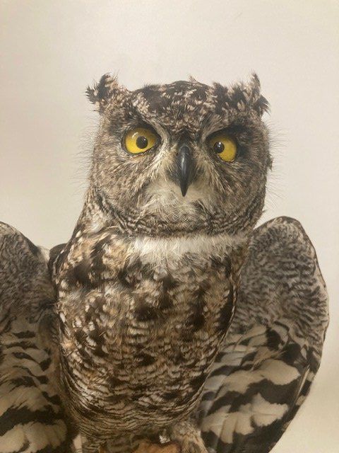 Il mondo degli animali: Fleckenuhu Präparat – Usato da Pfaffnau venduto da Yoka0