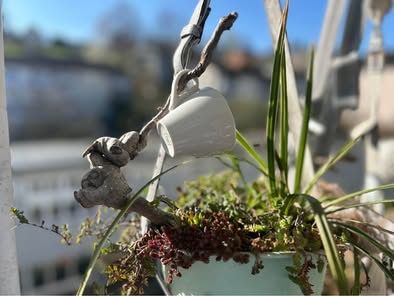 Piante & sementi: Blumenampel – Nuovo (secondo la descrizione) da Frauenfeld venduto da Irene.Schuppli 2