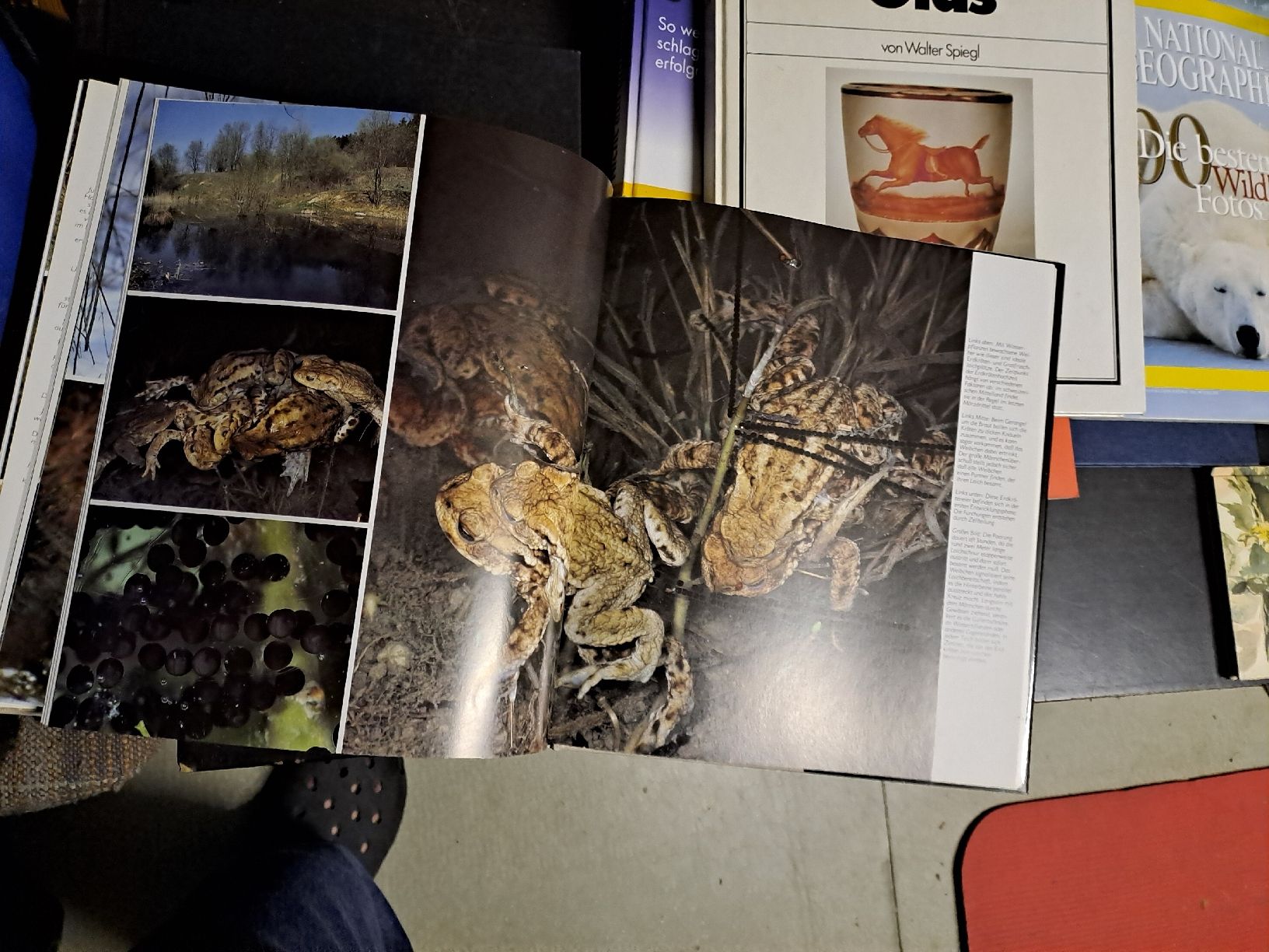 Libri: Unsere Wildtiere - Tierbuch – Usato da Zürich venduto da Schoebi19 5