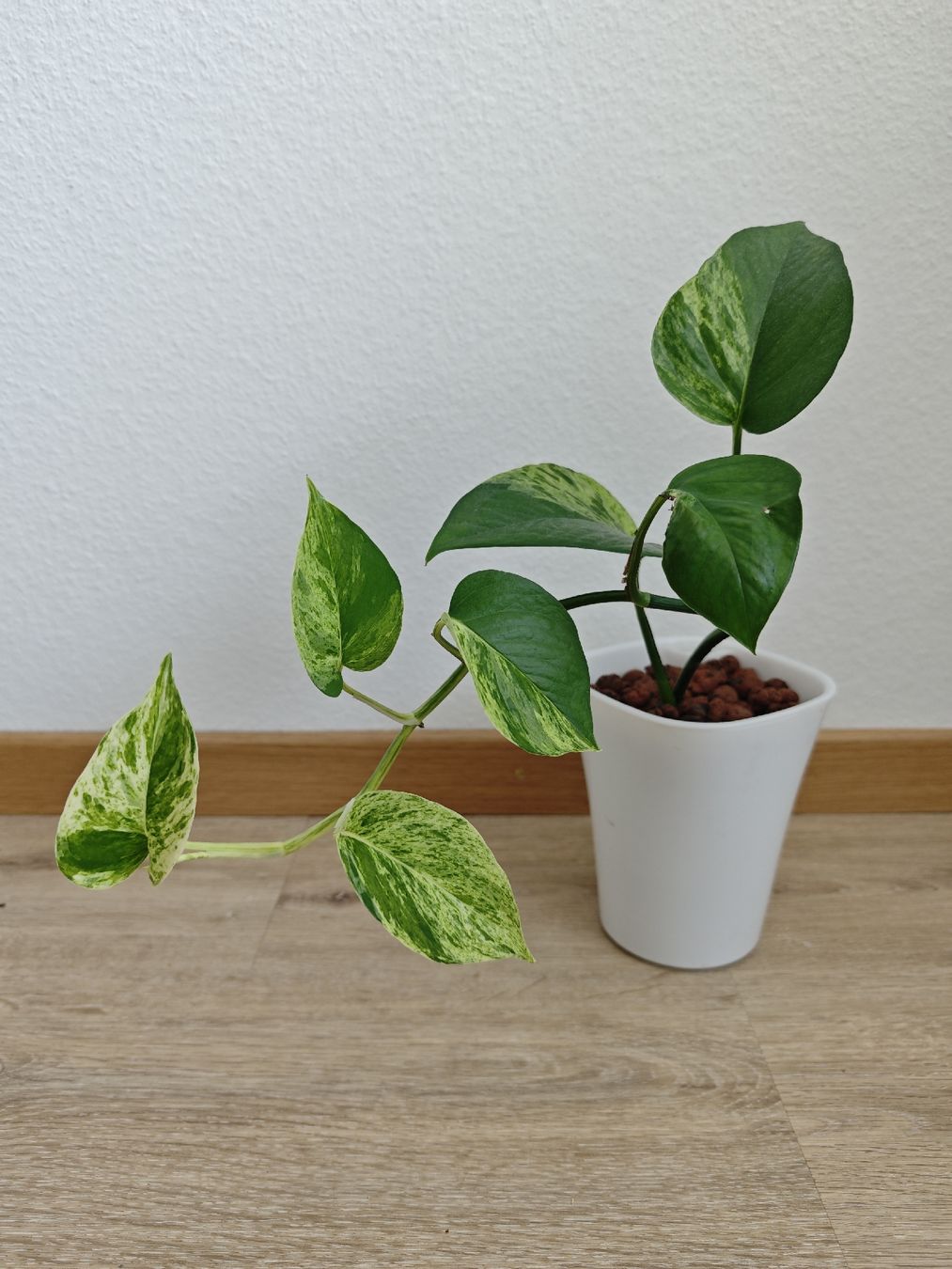 Pflanzen & Samen: Epipremnum Marble Queen – Gebraucht aus Volketswil von Deal.Ecke