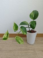 Epipremnum Marble Queen