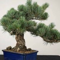 5 SAMEN GRAINES SEMI -  RARE BONSAI-KIEFER‪‪ + KEIMINFOS‪