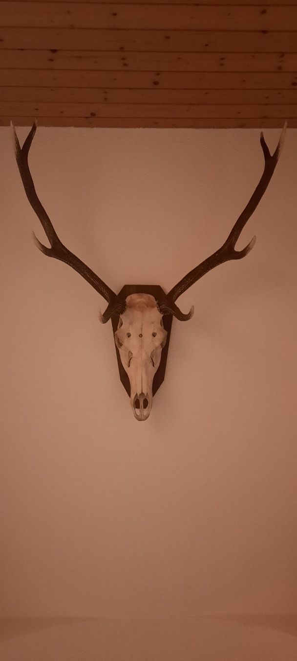 Sculture & Statue: Grosse  schöne Hirschschädeltrophäe – Usato da Untersiggenthal venduto da Jackes 1