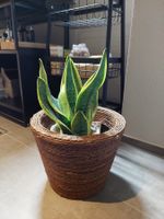 2 x Blumentopf Interio
