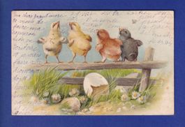 OISEAU - Poussins joyeux