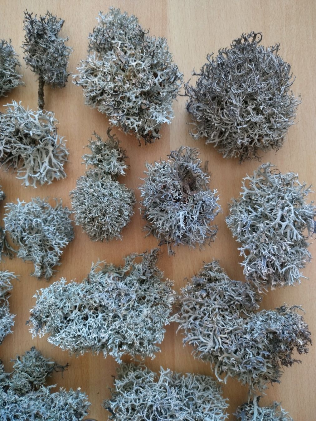 Piante & sementi: Rentierflechte, echte Flechte, Islandmoos, Baummoos - 100g – Nuovo (secondo la descrizione) da Jona venduto da Argus36 2