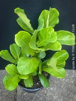 Ficus Lyrata - 100% Bio-Pflanze ausm Garten für Dich