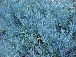 Senecio BLEU ! plante grasse bleu ! 100g