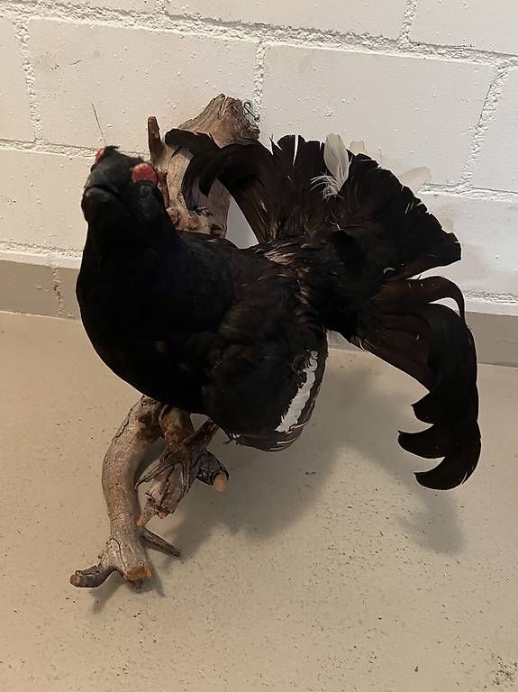 Welt der Tiere: Tierpräparat Birkhahn – Gebraucht aus Zuchwil von Tecker 2