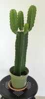 Kaktus