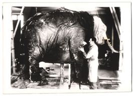 Fotografie Schostal, Taxidermie, Taxider