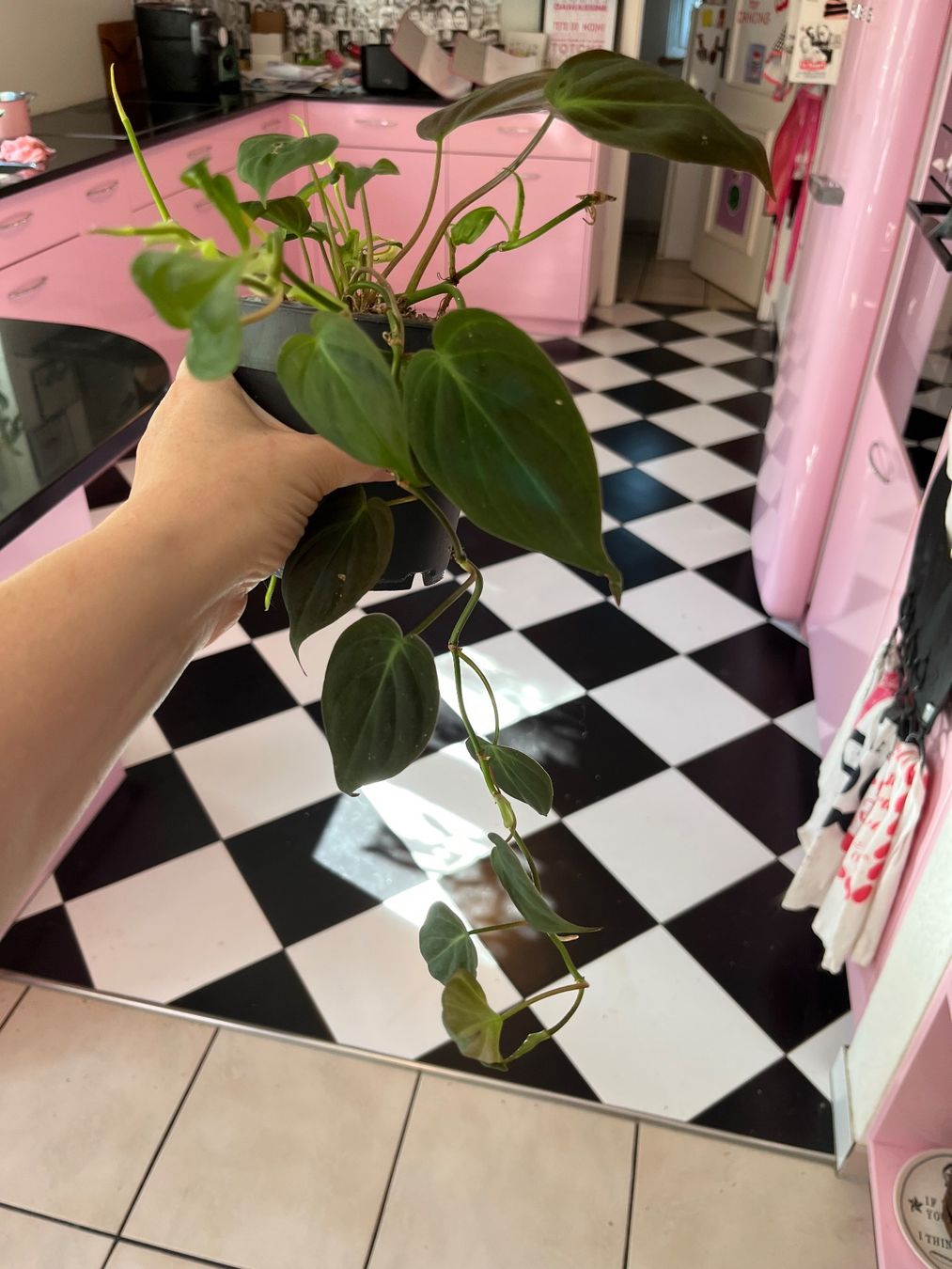 Piante & sementi: Philodendron scandens micans plante d’intérieur – Usato da Porrentruy venduto da Madamebovary