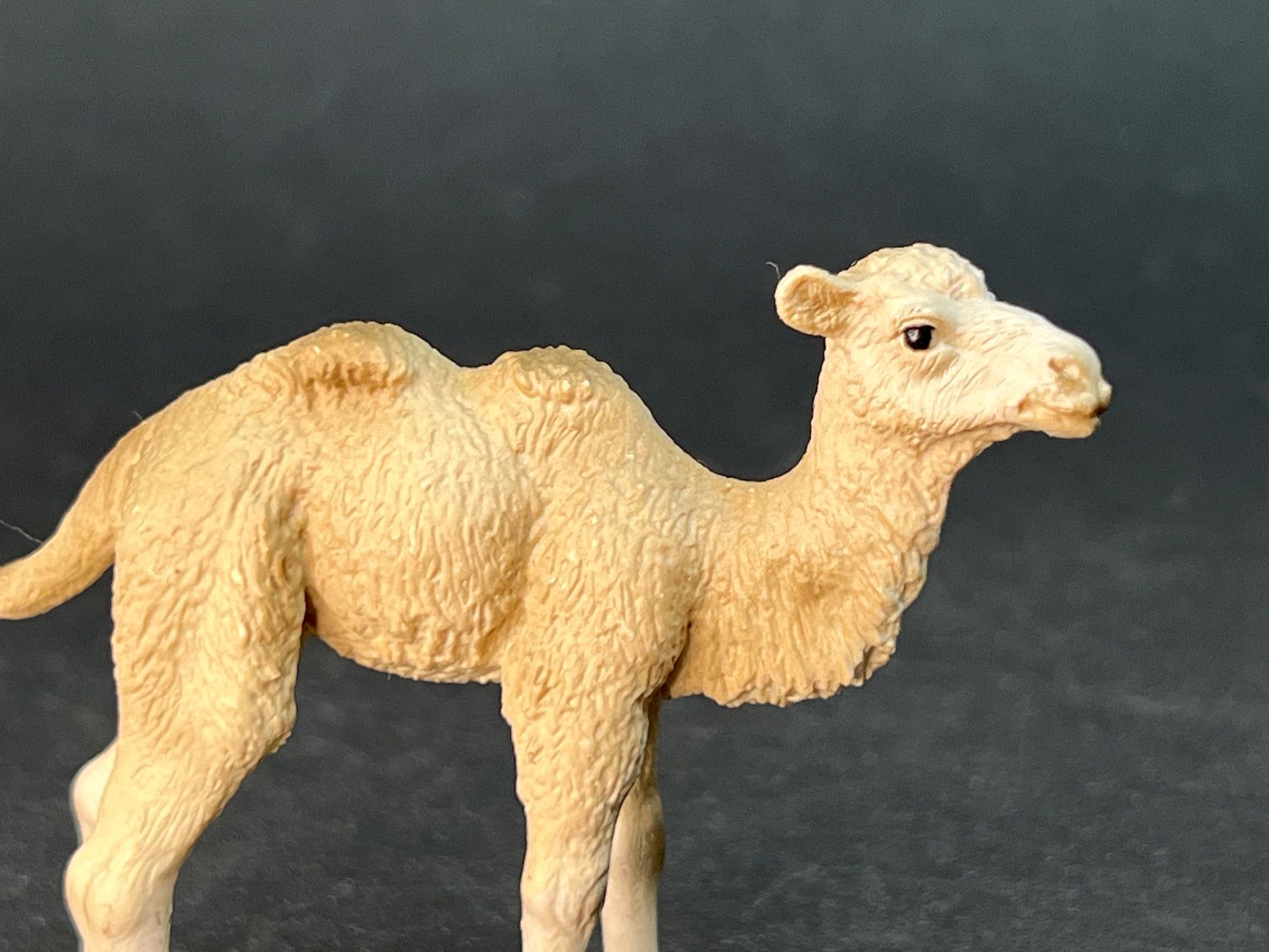 Schleich Statuette: Schleich 14602 Trampeltier Fohlen Kamel – Usato da Ennetbaden venduto da mapa05 1