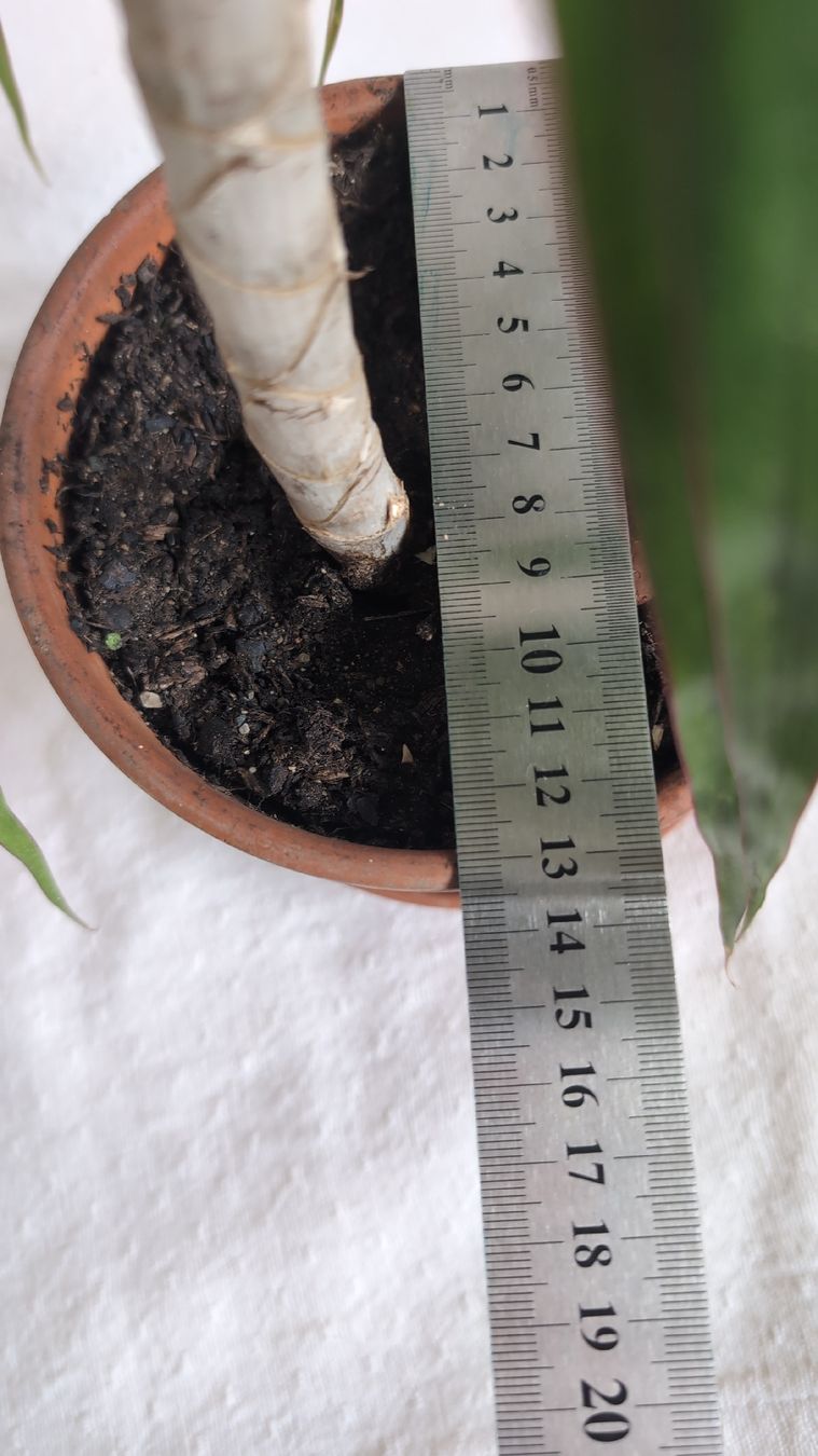Piante & sementi: Dracaena marginata Palme – Usato da Wallisellen venduto da ali_x62p 2