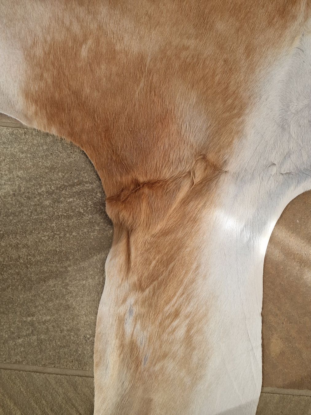 Ikea Tapis: KOLDBY Kuhfell von Ikea – Neuf (Voir description) à Wangen ZH par SIBIRO 4