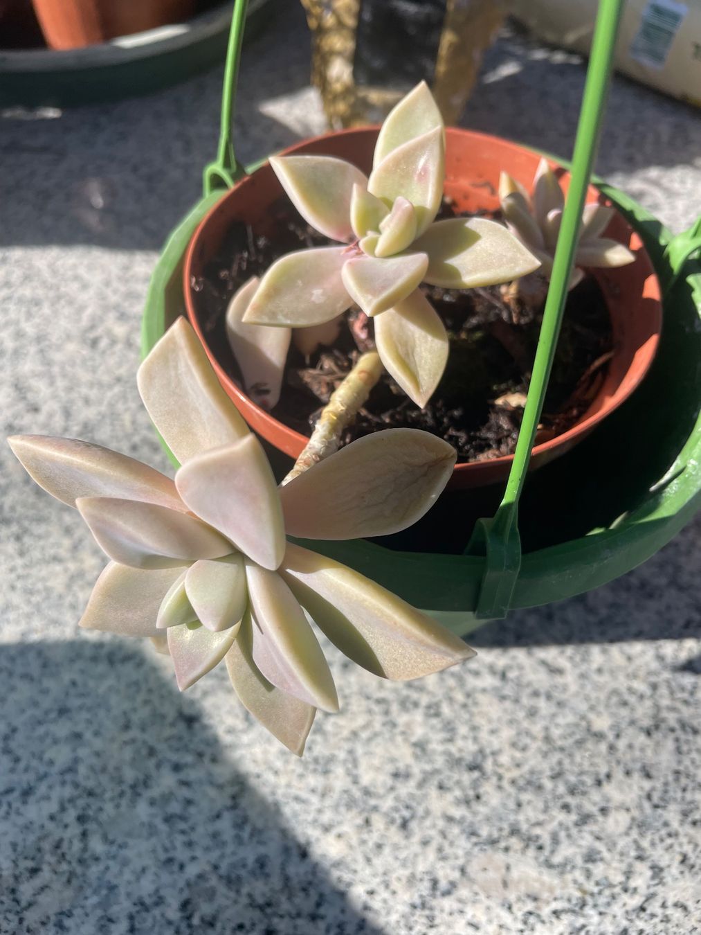 Piante & sementi: GRAPTOPETALUM - FELSENROSE - GHOST PLANT – Nuovo (secondo la descrizione) da Buchs AG venduto da fischli610 8