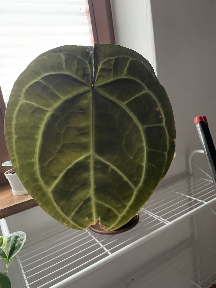Pflanzen & Samen: Anthurium Blue Crystal x Michelle – Gebraucht aus Subingen von arwen80 1