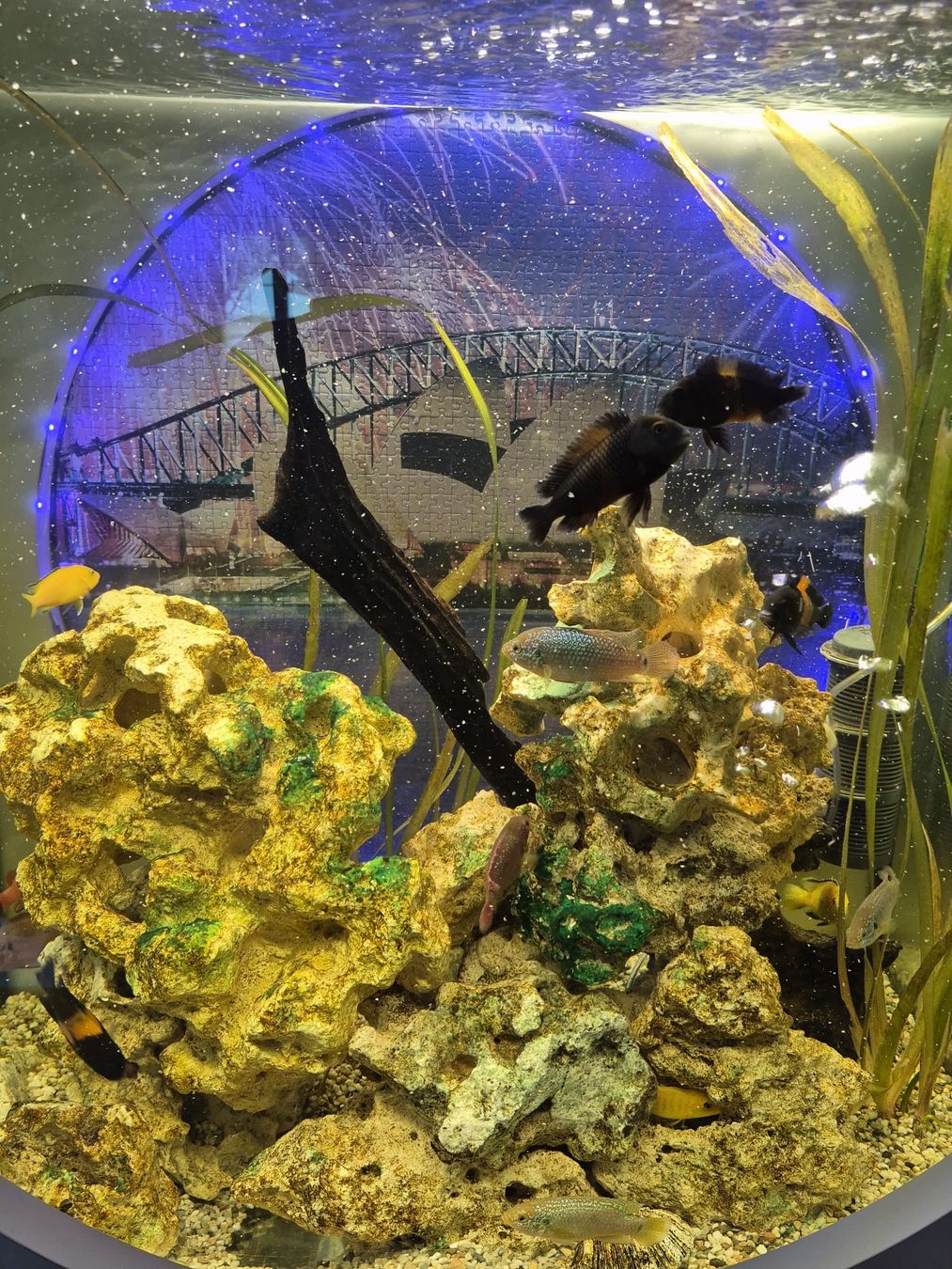 Acquari: Aquarium 400 Liter – Usato da Oftringen venduto da puli8 4