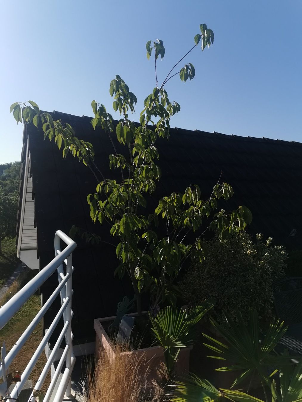 Piante & sementi: PRUNUS SERRULATA "KANZAN" - Jap Kirsche – Usato da Thalheim an der Thur venduto da LycaenaDispar 2