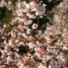 Piante & sementi: Cerisier à fleurs nain 'Kojo No Mai' – Nuovo (secondo la descrizione) da Bremblens venduto da FIBONACCI369 2