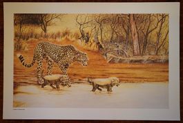 Kunstdruck/Print A Drink in theWild (Cheetah) by Rob Crombie