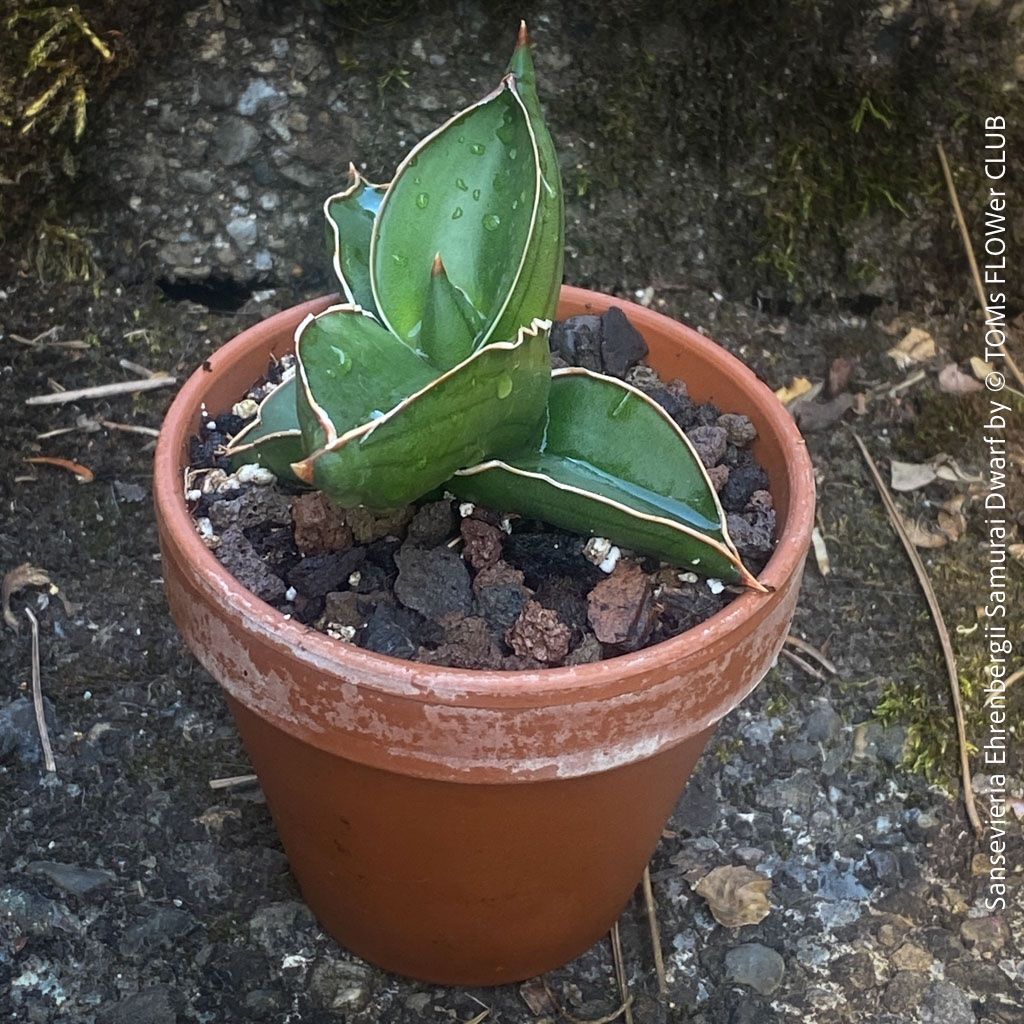 Piante & sementi: Sansevieria Ehrenbergii Samurai Dwarf - absolut robust – Nuovo e nell'imballaggio originale da Adliswil venduto da TAKEYOURPLANT 1