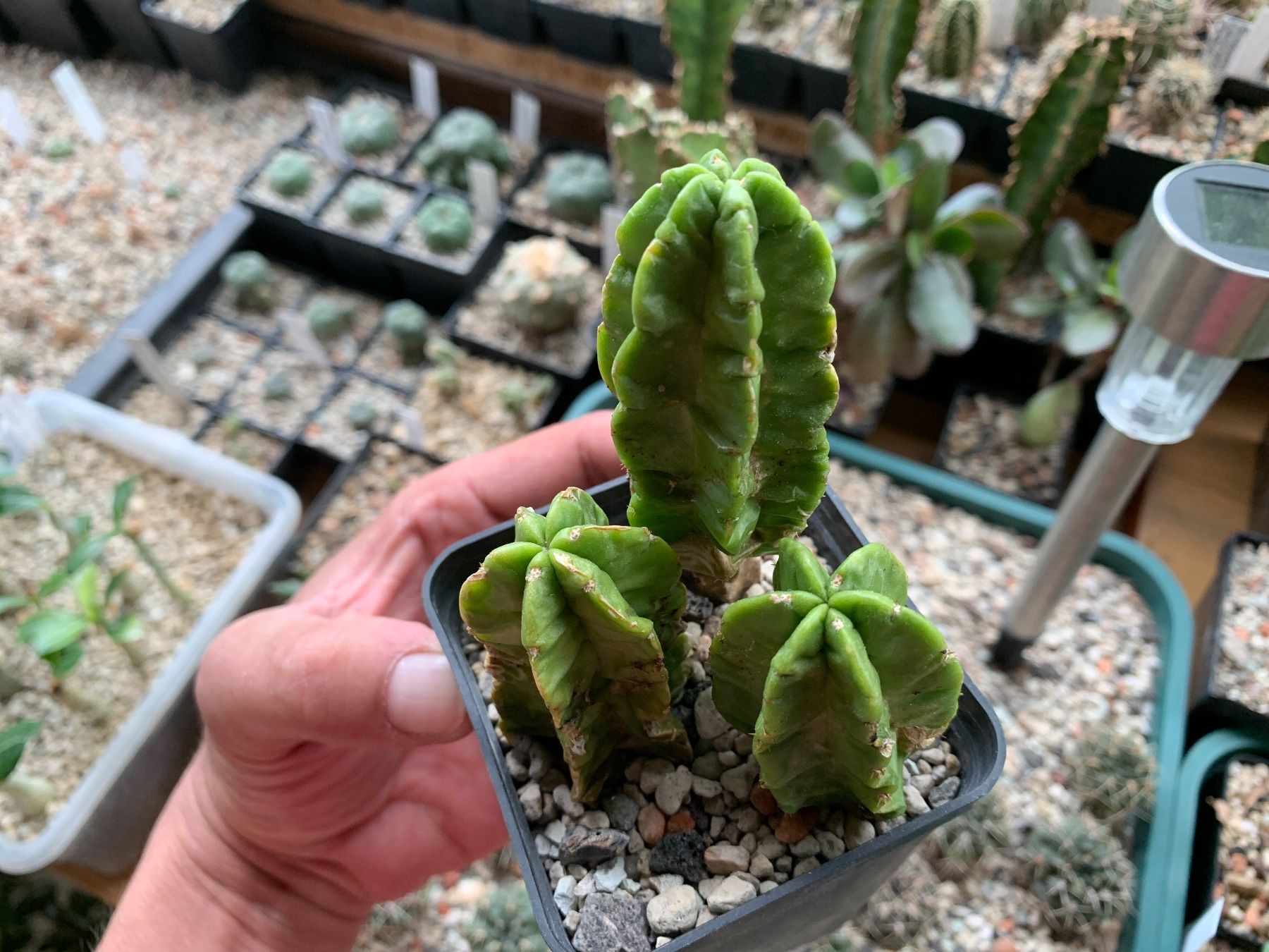 Pflanzen & Samen: Echinocereus viereckii ssp. morricalii – Gebraucht aus Rorbas von SimS0n 2