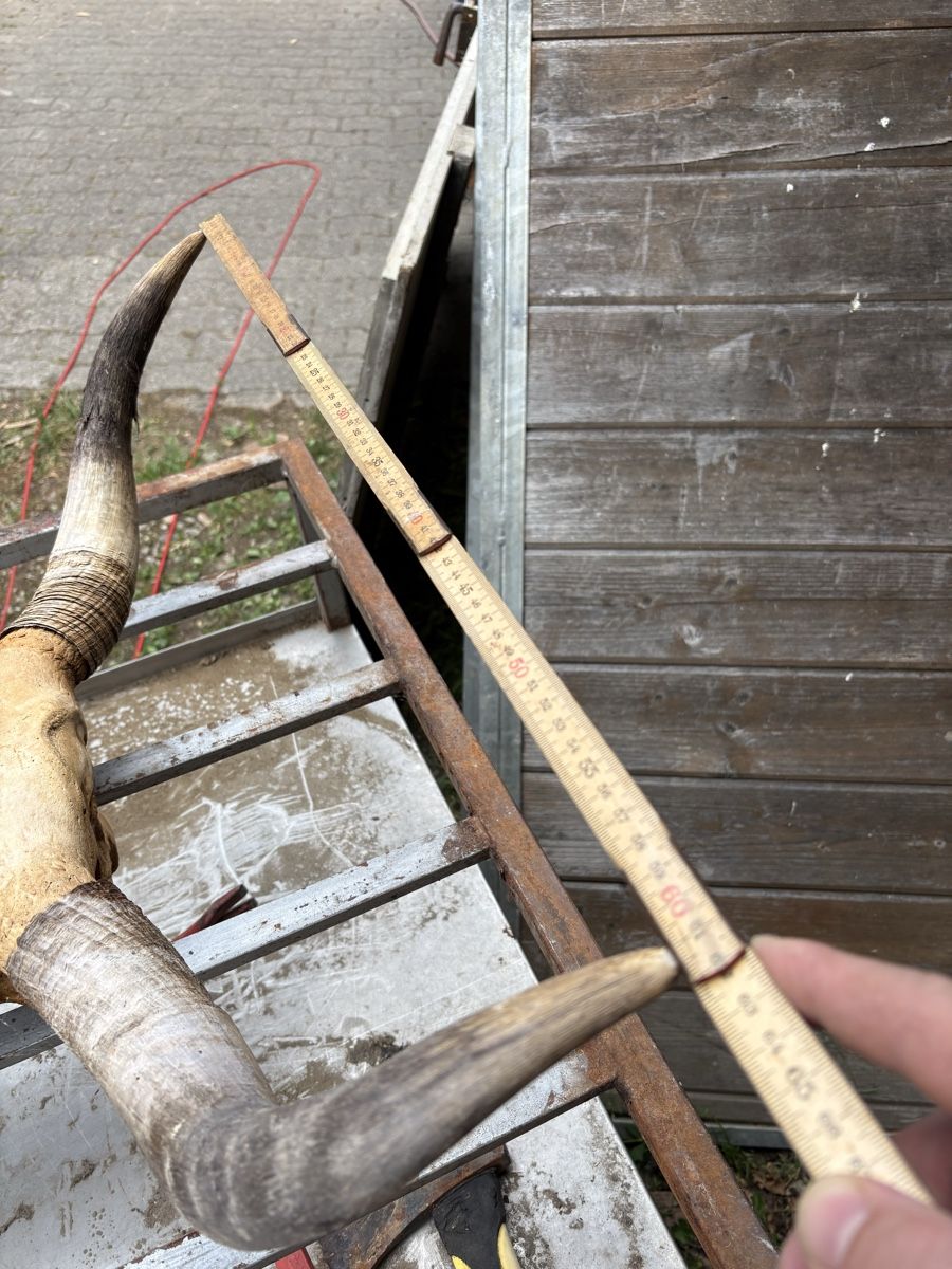 Monde des animaux: Schädel eines Yaks – D'occasion à Busswil b.Melchnau par lemmyfreakluc 2
