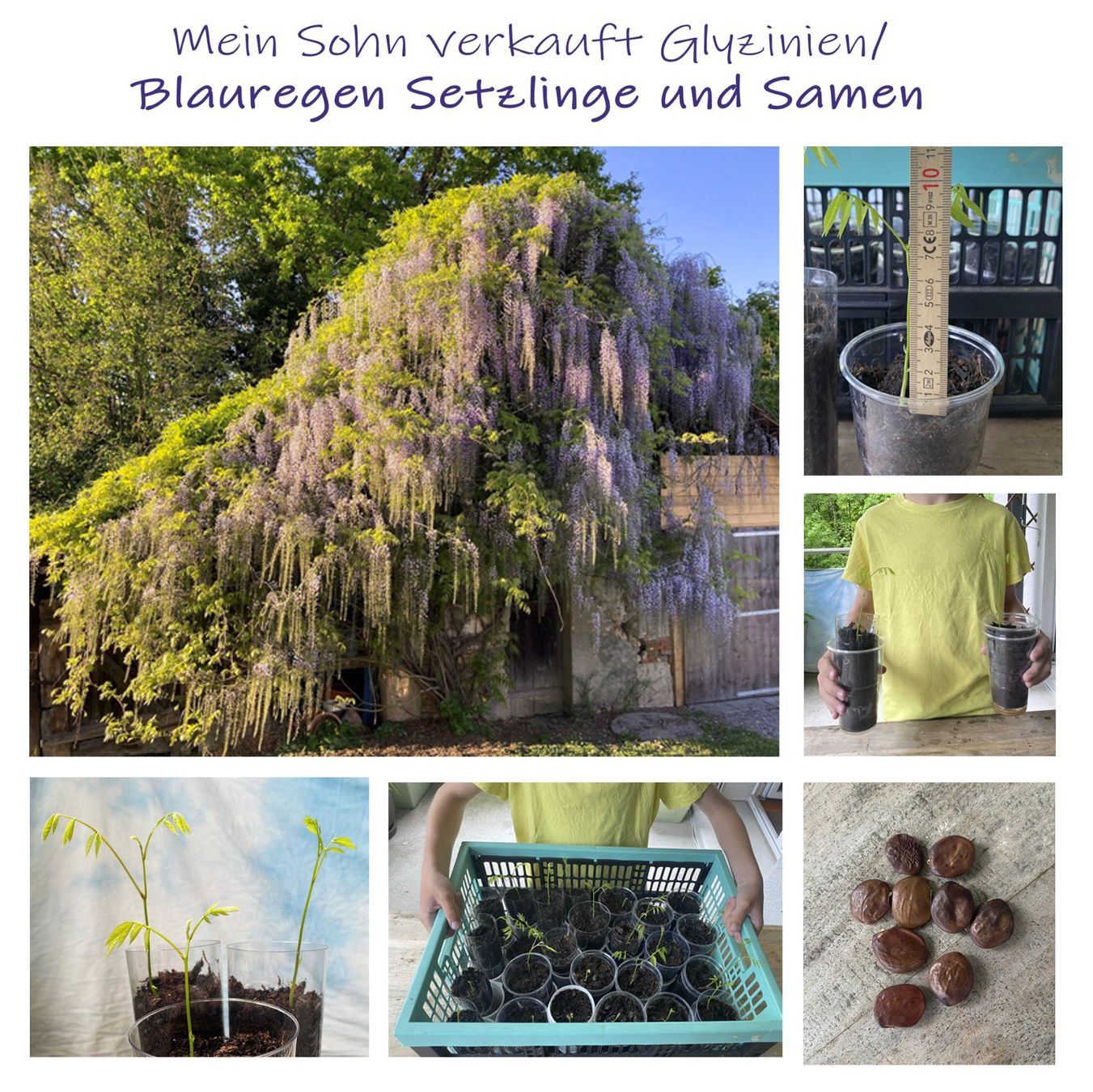Blauregen-Setzlinge / Wysteria / Glyzinie (Neu (gemss Beschreibung)) in  Aarberg fr CHF 4.9  nur Abholung auf Ricardo kaufen