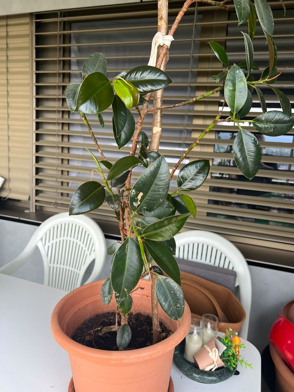Piante & sementi: Gummibaum Ficus Pflanze  – Usato da Zürich venduto da Abrar123 2