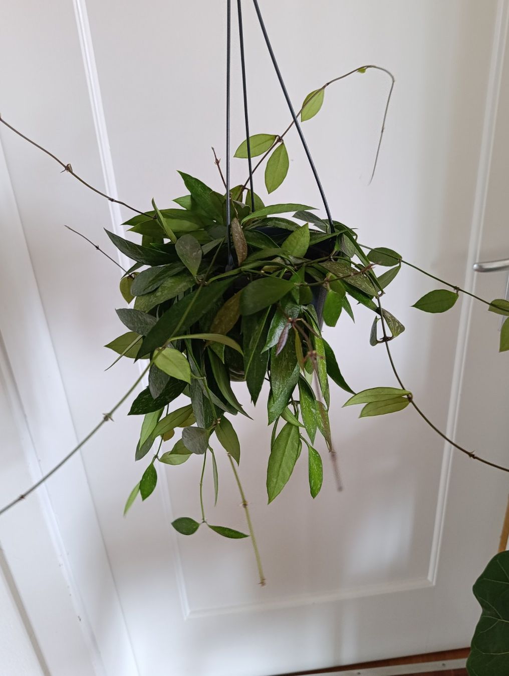 Piante & sementi: Hoya Gracilis – Usato da Baar venduto da L.isa28