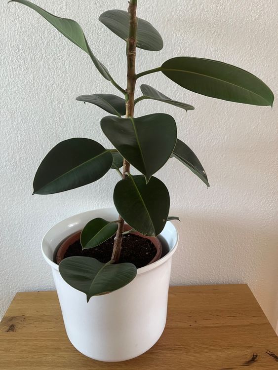 Ficus Elastica Robusta Gummibaum - Luftreinigende Zimmerpflanze 75-100cm Im 24cm Topf
