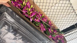 SILKA Künstliche Blumen lila NEU ab 1.-