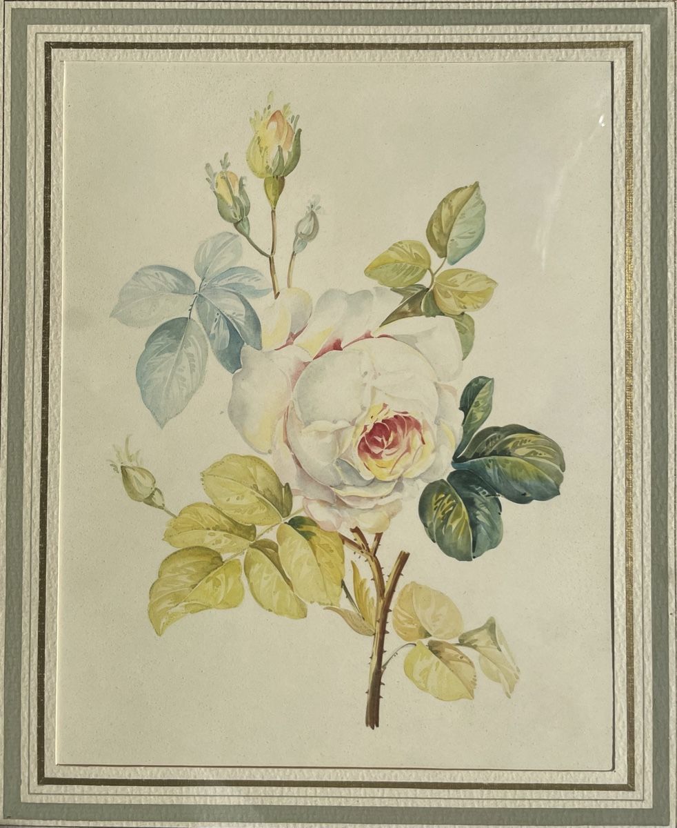 Dipinti: A. Guidotti aquarelle roses – Usato da Biel/Bienne venduto da galaq 1