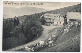 KURHAUS OTTENLEUEBAD Schwarzenburgerland - Kühe