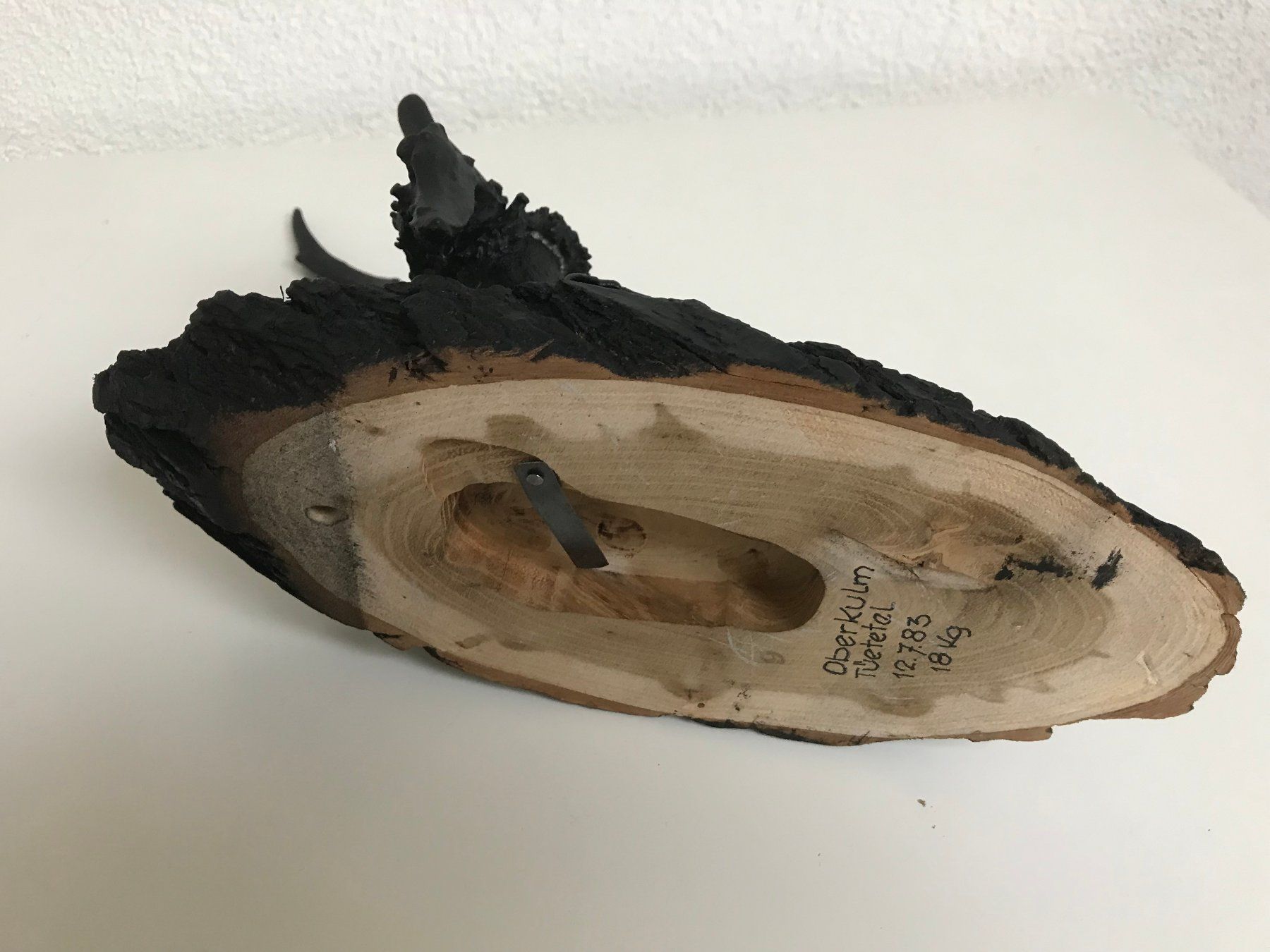 Altre raccolte & rarità: Geweih Horn Trophäe Rehgeweih Dekoration – Usato da Unterkulm venduto da Fabulirius 2