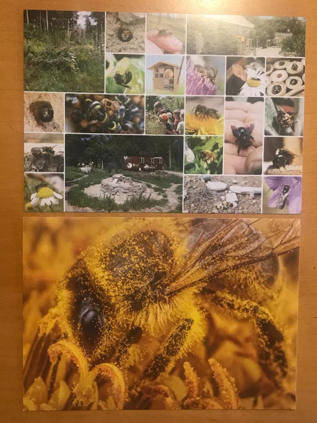 Cartoline postali: 2x Grusskarten Wildbienen – Usato da Luzern venduto da mey_s13