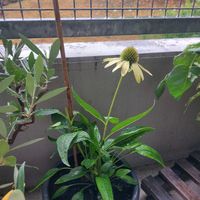 Echinacea mit Topf