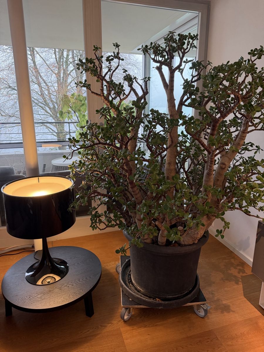 Piante & sementi: 100 jährige Crassula (Glücksbaum/Geldbaum) – Usato da Weggis venduto da agabara77 4